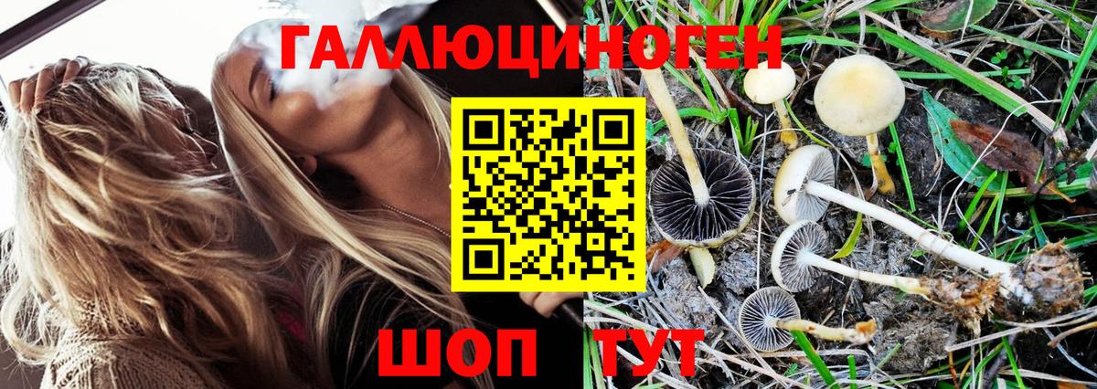 Псилоцибиновые грибы Psilocybine cubensis Корсаков